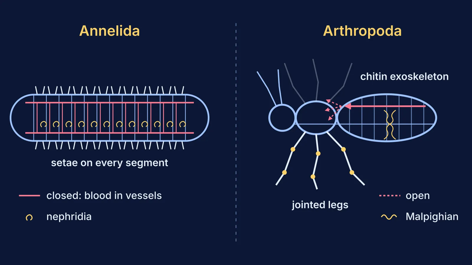 Schematic annelid with setae and nephridia beside an insect with jointed legs