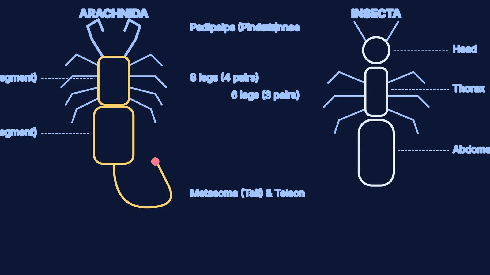 Schematic block diagrams comparing the body segments and legs of an arachnid and an insect