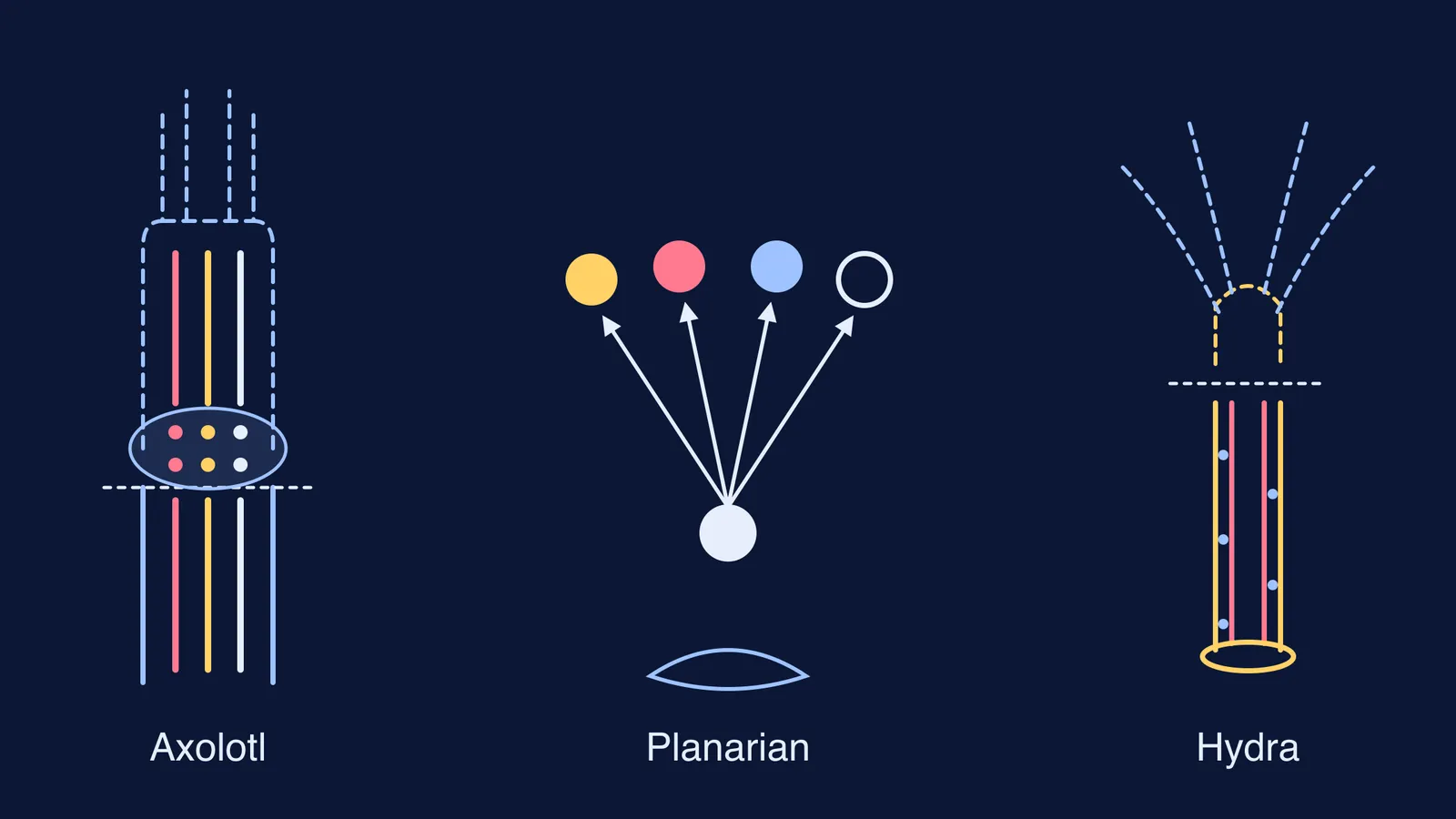 Schematic comparing where new cells come from in axolotl, planarian and Hydra