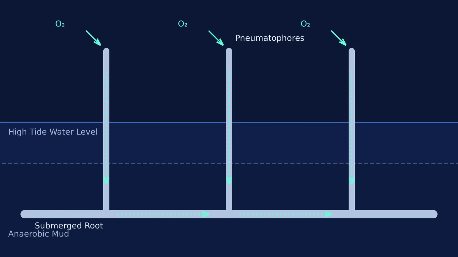 Schematic diagram of pneumatophores growing upwards from a root to capture oxygen.