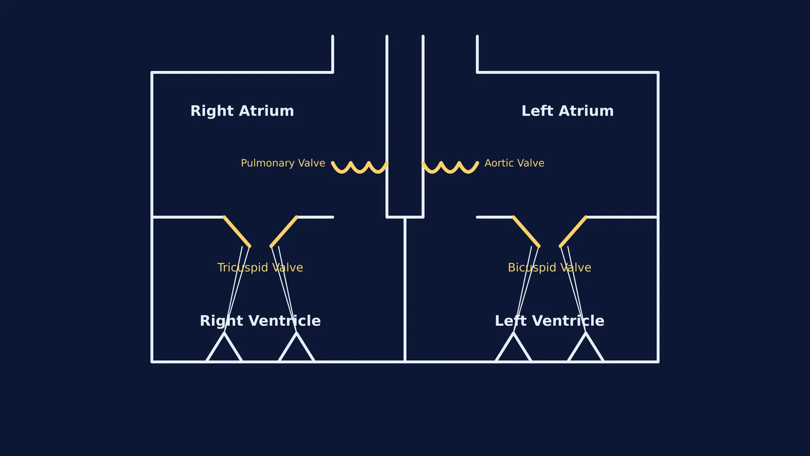 Schematic diagram of the four heart chambers and their valves