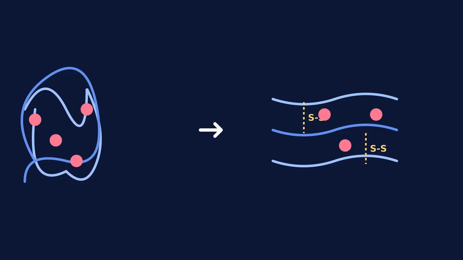 Schematic diagram showing chaotic proteins aligning into a network with disulfide bonds