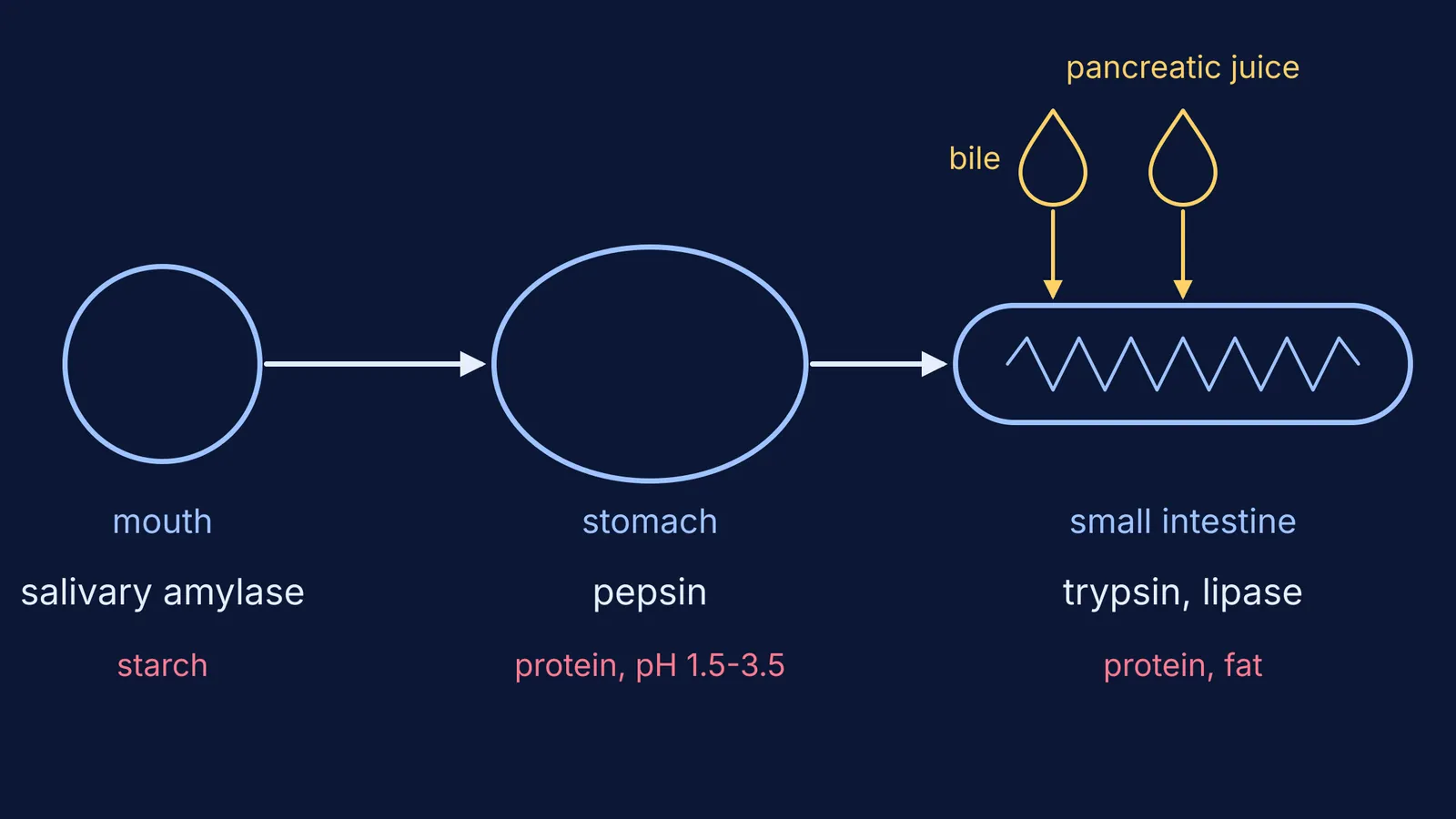 Schematic gut from mouth to small intestine showing where each digestive enzyme acts