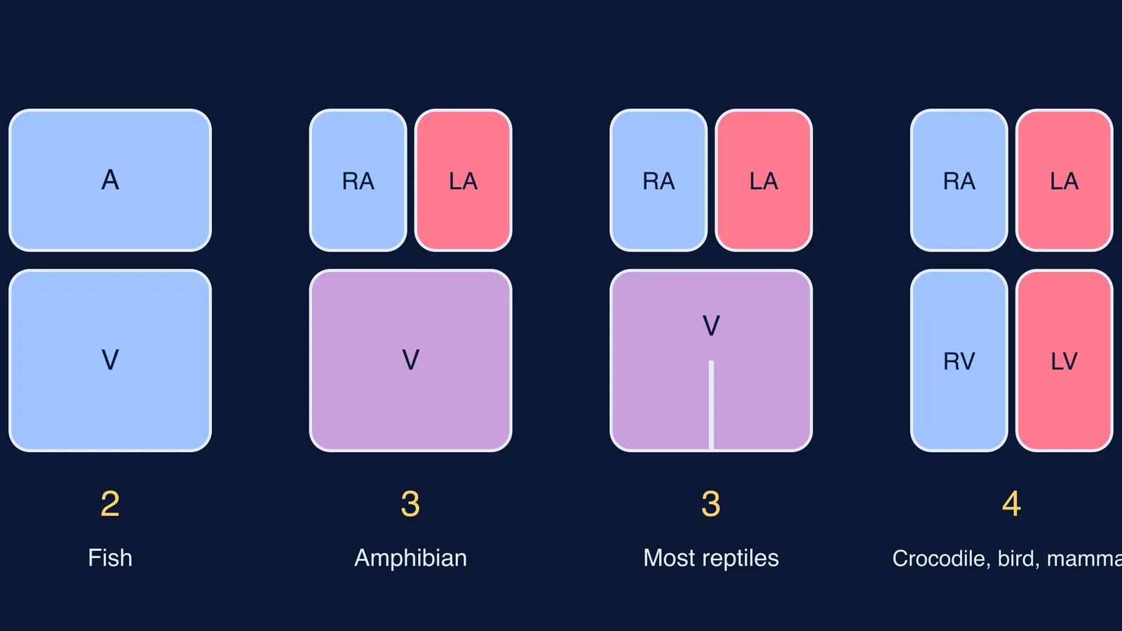 Schematic hearts with two, three, three and four chambers across vertebrate classes