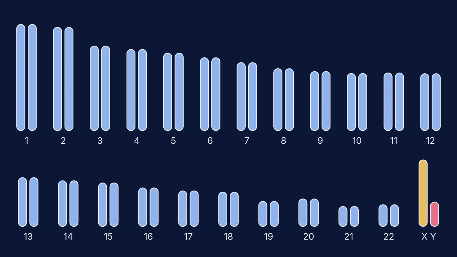 Schematic human karyotype: 22 numbered chromosome pairs plus X and Y, 46 in all
