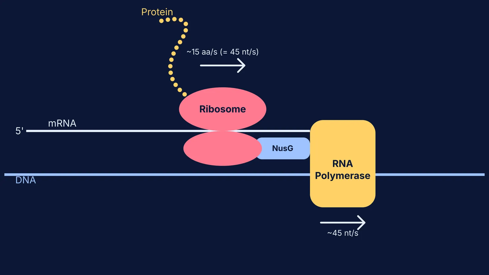 Schematic of a bacterial expressome showing RNA polymerase and ribosome linked on mRNA.