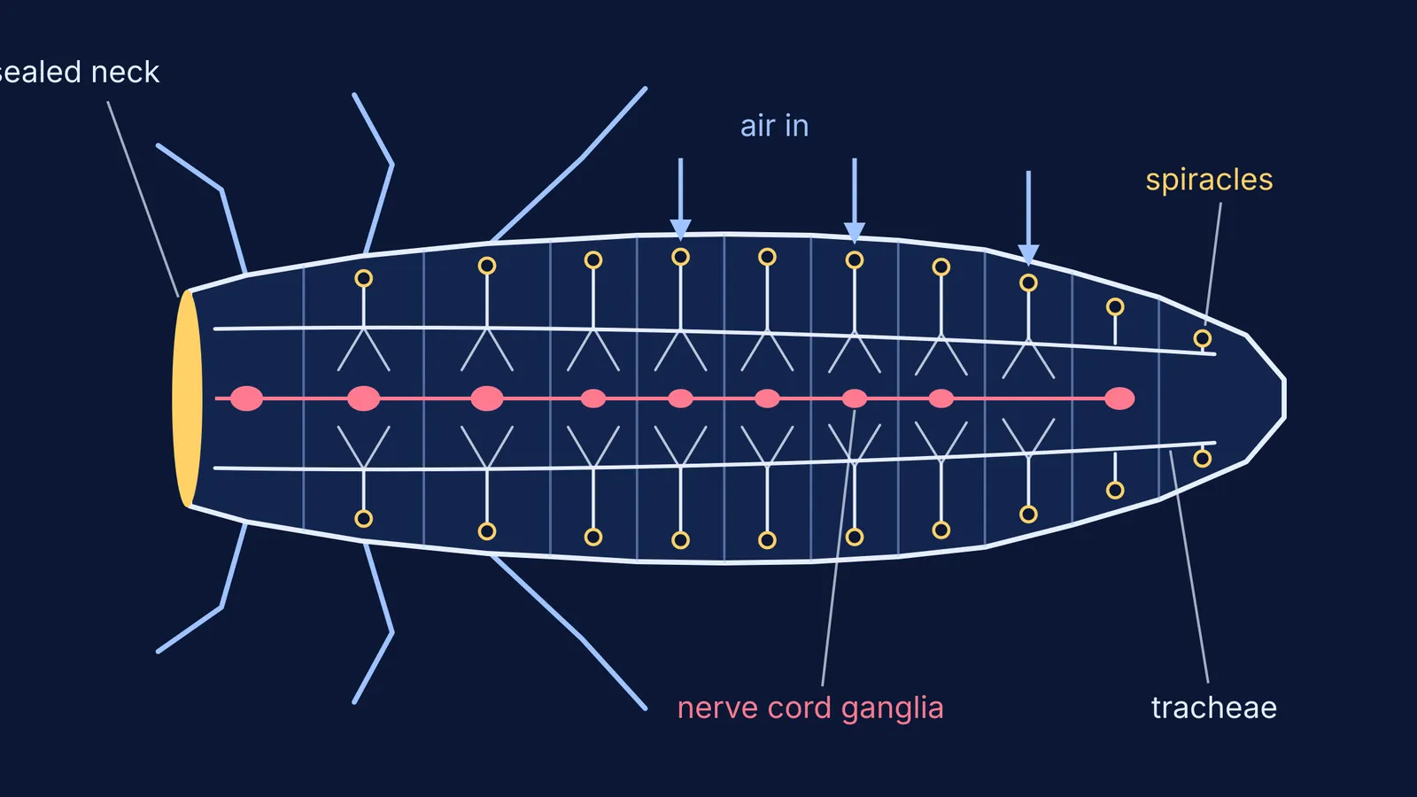 Schematic of a headless cockroach: spiracles, branching tracheae, ganglia and sealed neck