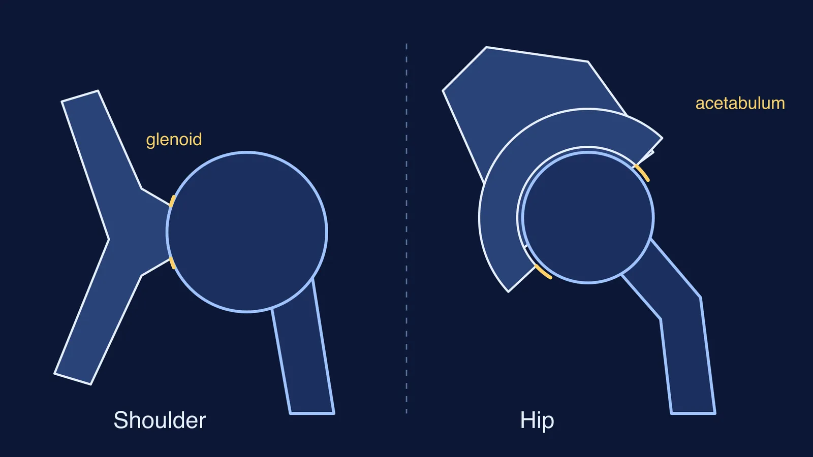 Schematic of a shallow shoulder socket beside a deep hip socket
