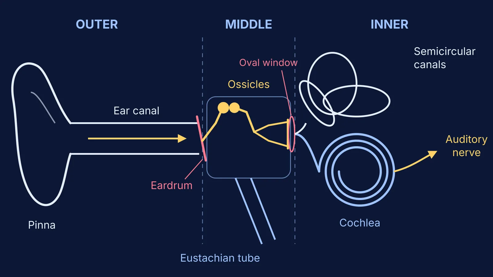 Schematic of the ear's sound path from pinna to cochlea and auditory nerve