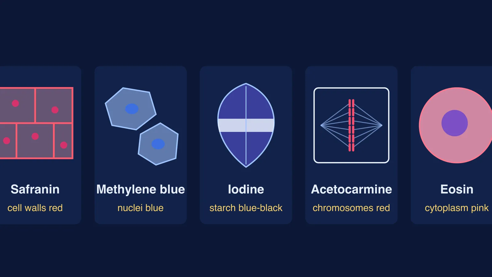 Schematic panels showing what safranin, methylene blue, iodine, acetocarmine and eosin stain