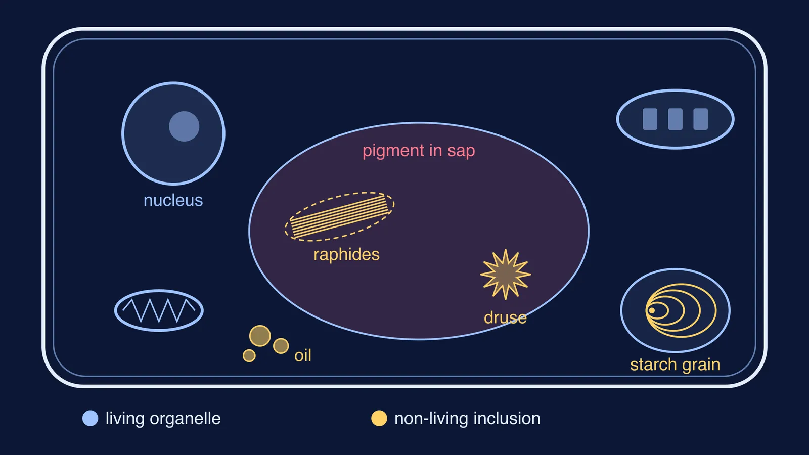 Schematic plant cell with living organelles in blue and non-living inclusions in yellow