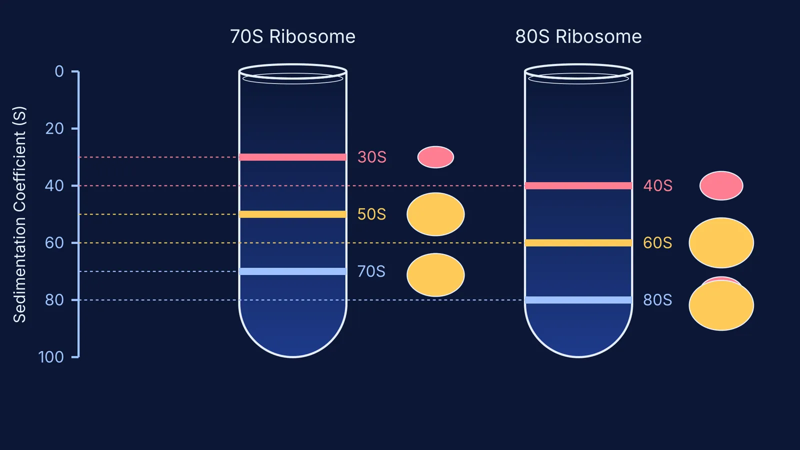 Sedimentation bands of 70S and 80S ribosome subunits