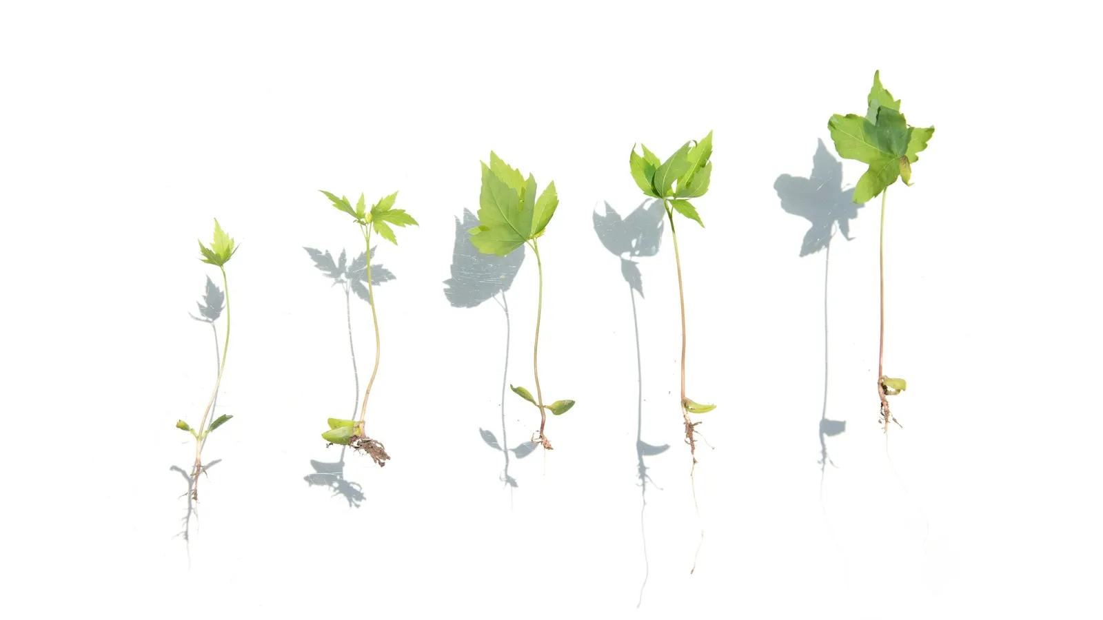 Seedlings lined up from small to tall