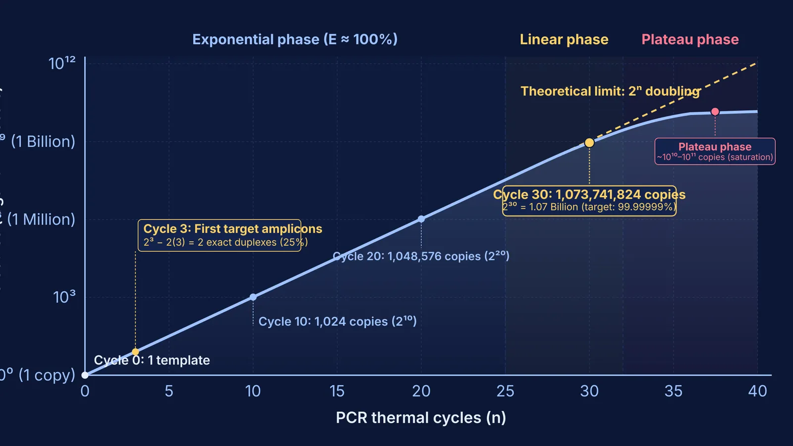Semi-log plot of PCR DNA amplification showing exponential doubling and plateau saturation