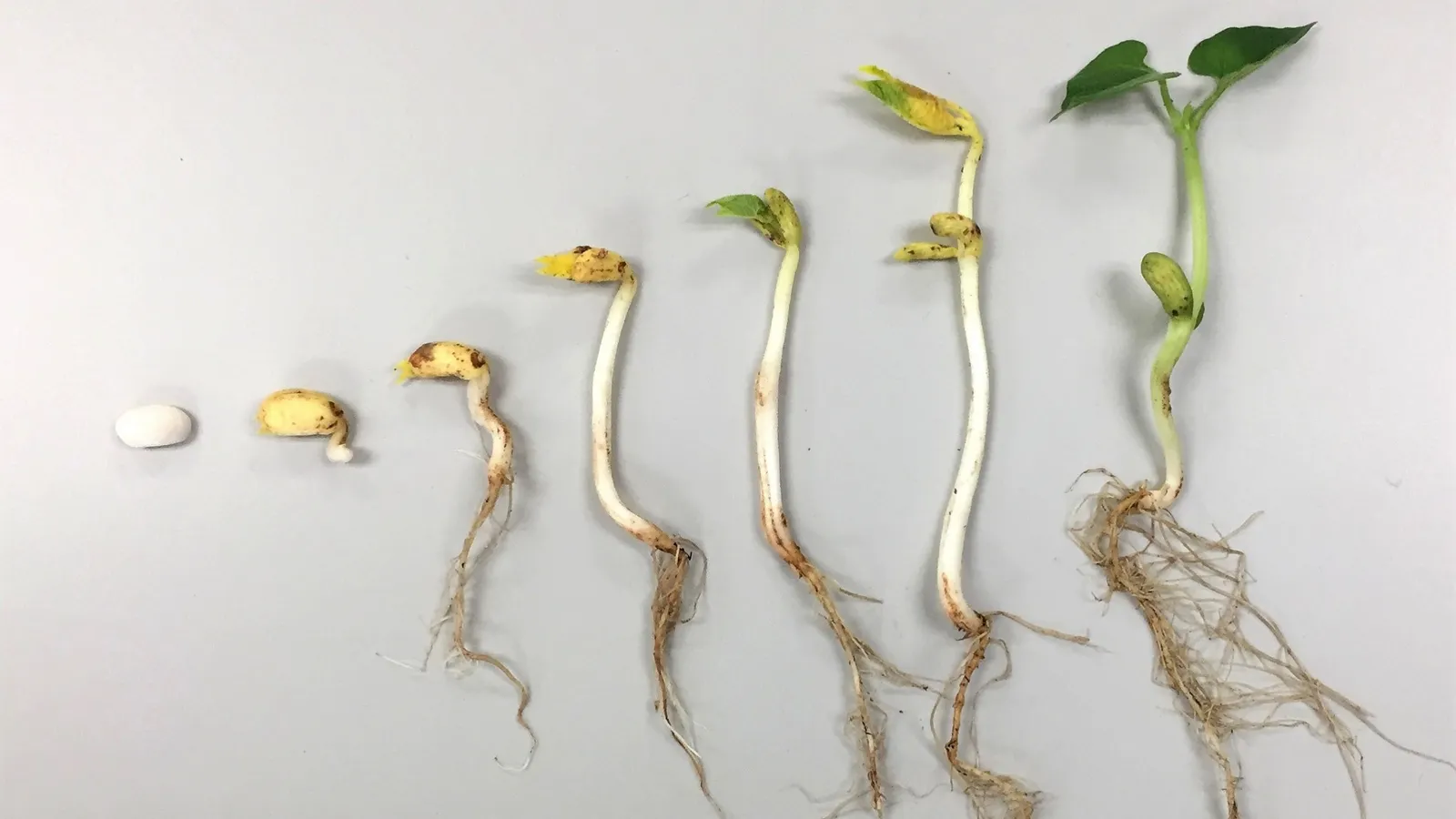 Seven navy beans in a row, from dry seed to leafy seedling with roots