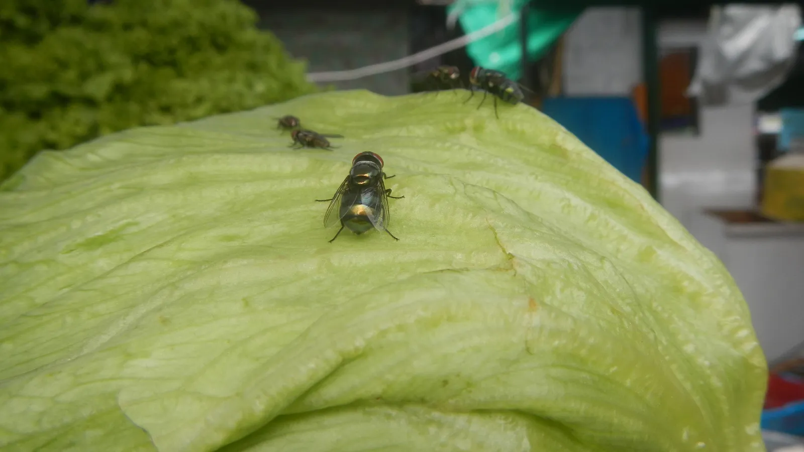 Several flies resting on an uncovered head of lettuce at a market stall