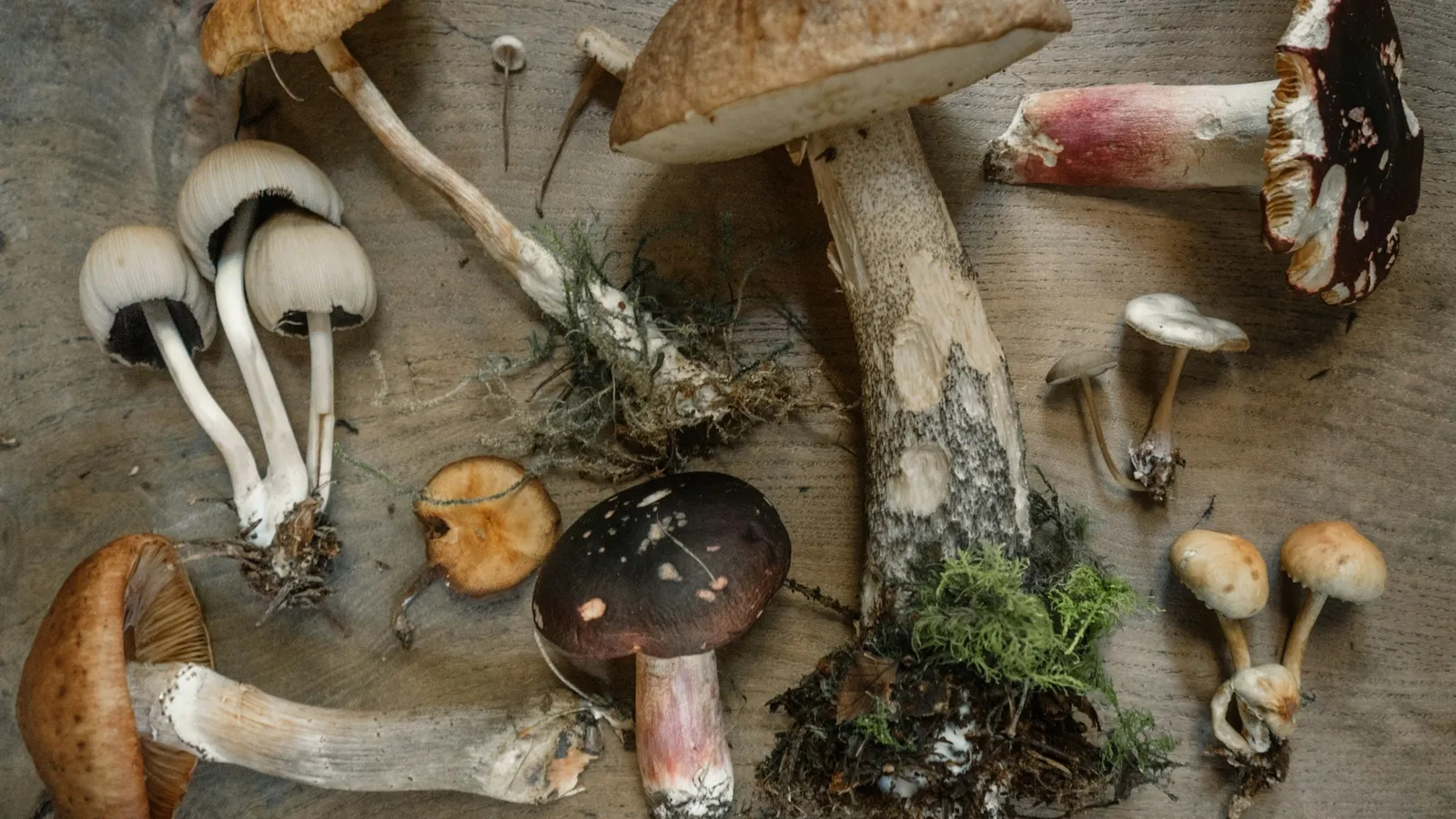 Several kinds of wild mushrooms laid out together