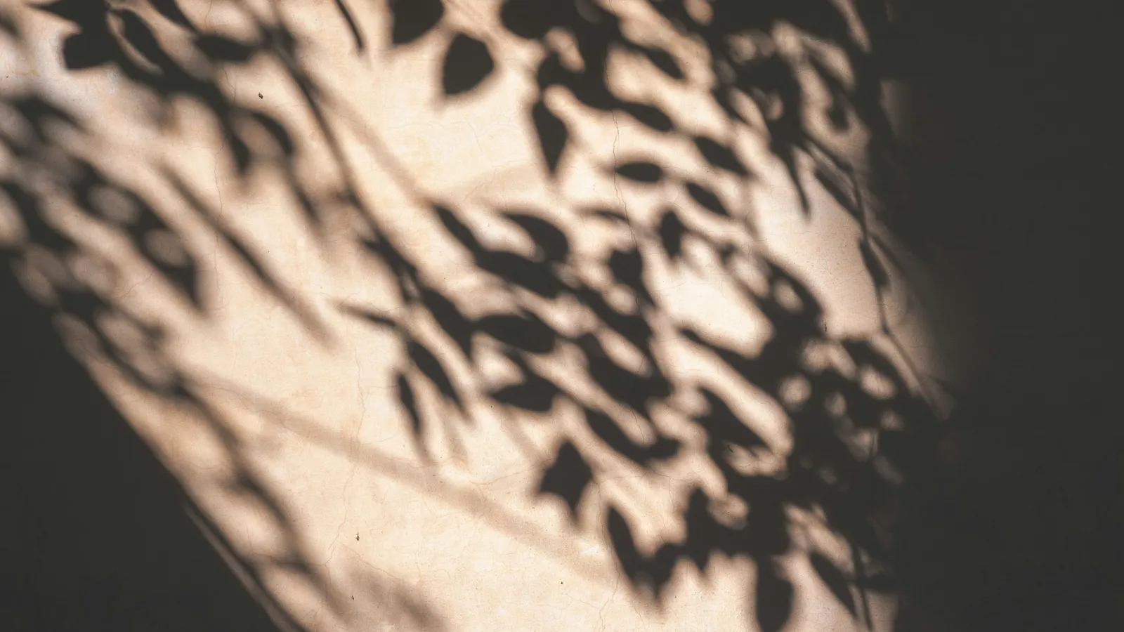 Shadows of leaves falling on a wall in sunlight