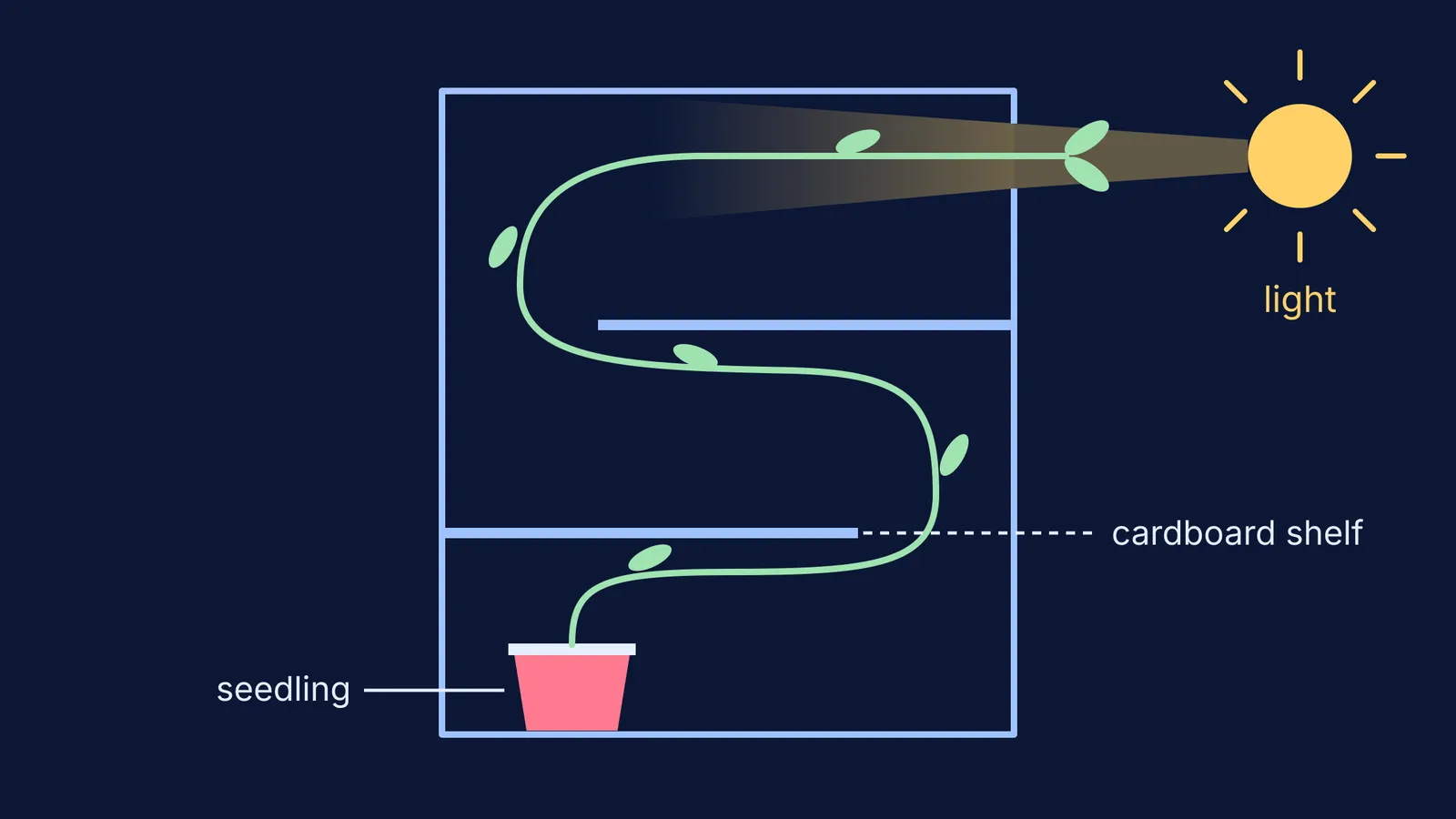 Shoebox maze cross-section: a seedling's stem winds past two shelves to a lit hole
