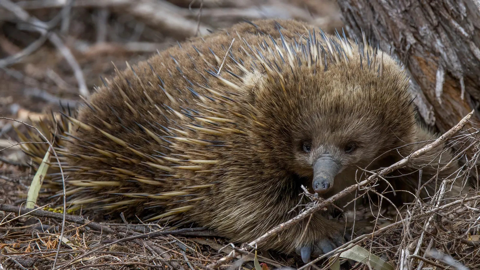 Short-beaked echidna with brown fur between its spines, crouched among dry twigs