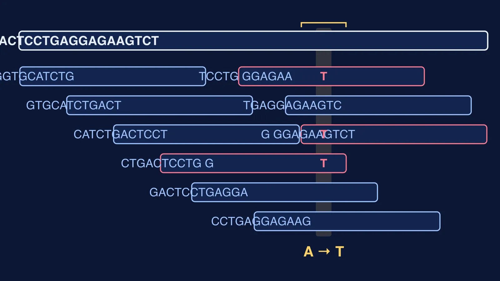 Short DNA reads aligned to the beta-globin gene, showing an A to T change