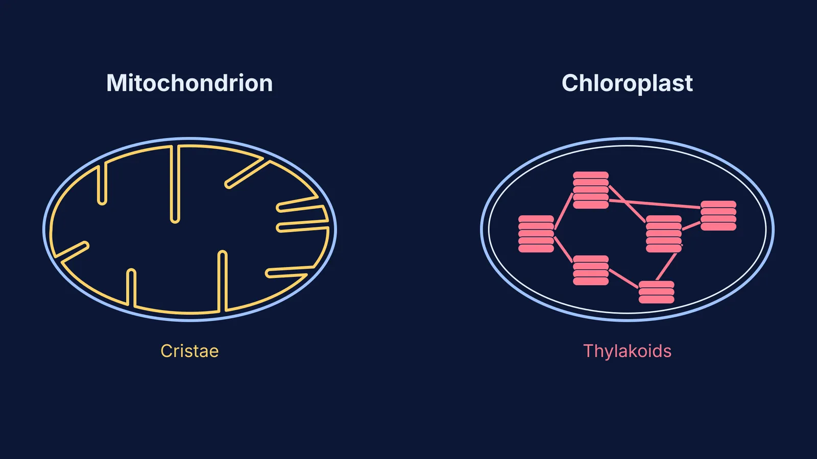Side-by-side diagram of a mitochondrion and a chloroplast