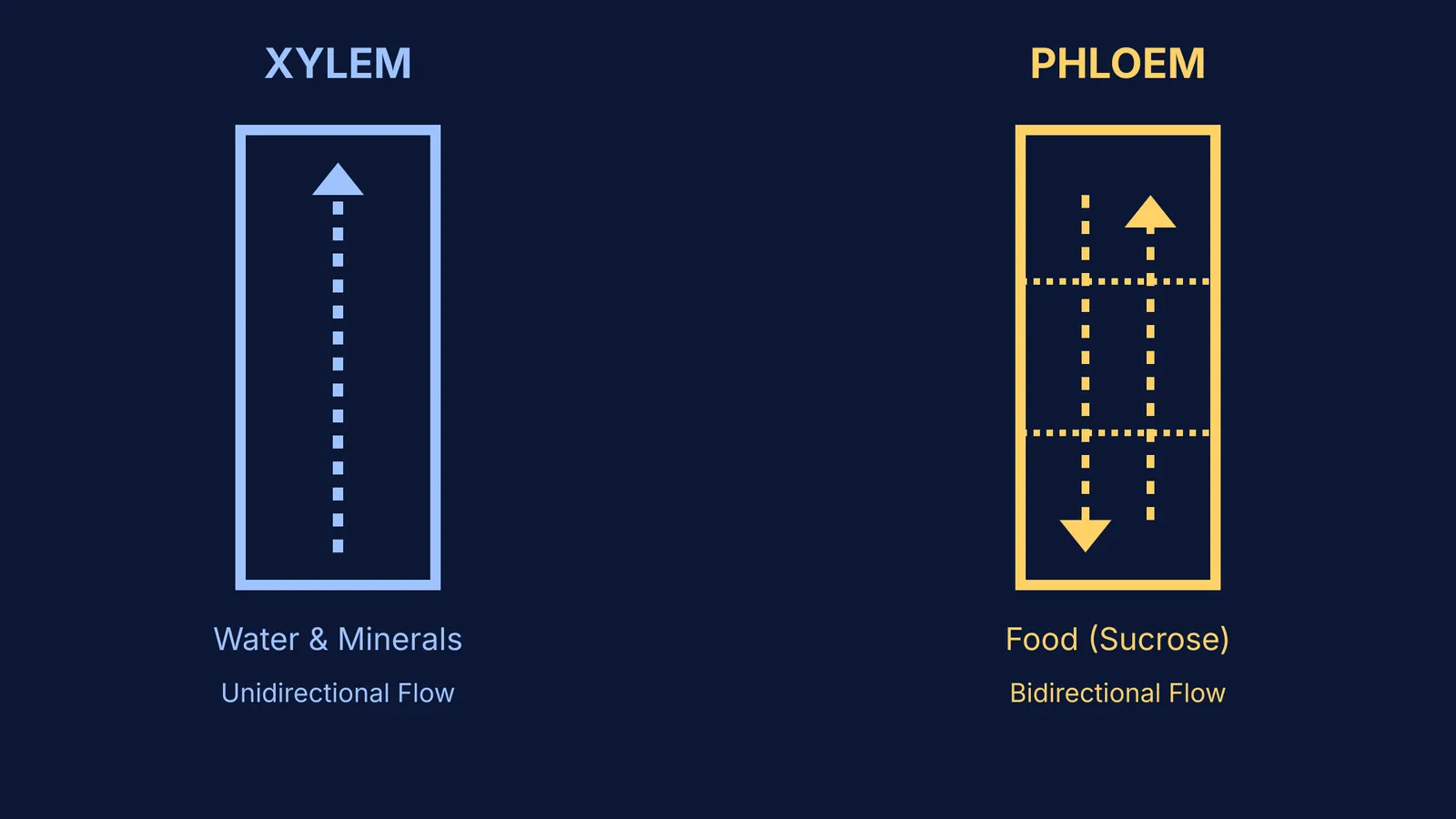 Side-by-side diagram of unidirectional xylem flow and bidirectional phloem flow