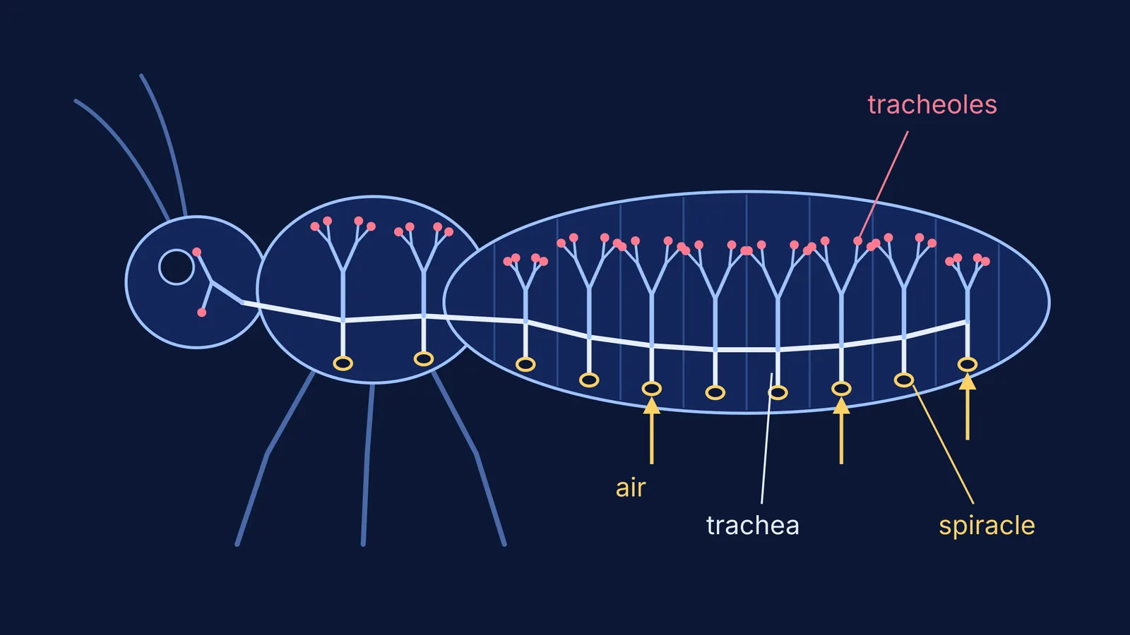 Side-view insect diagram: spiracles feed branching air tubes ending at body cells