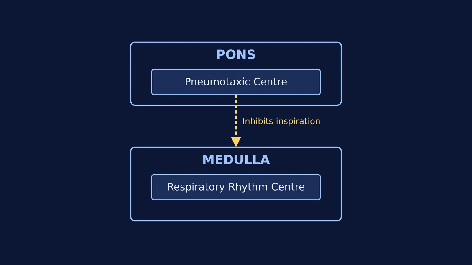 Signal pathways of the respiratory rhythm and pneumotaxic centres