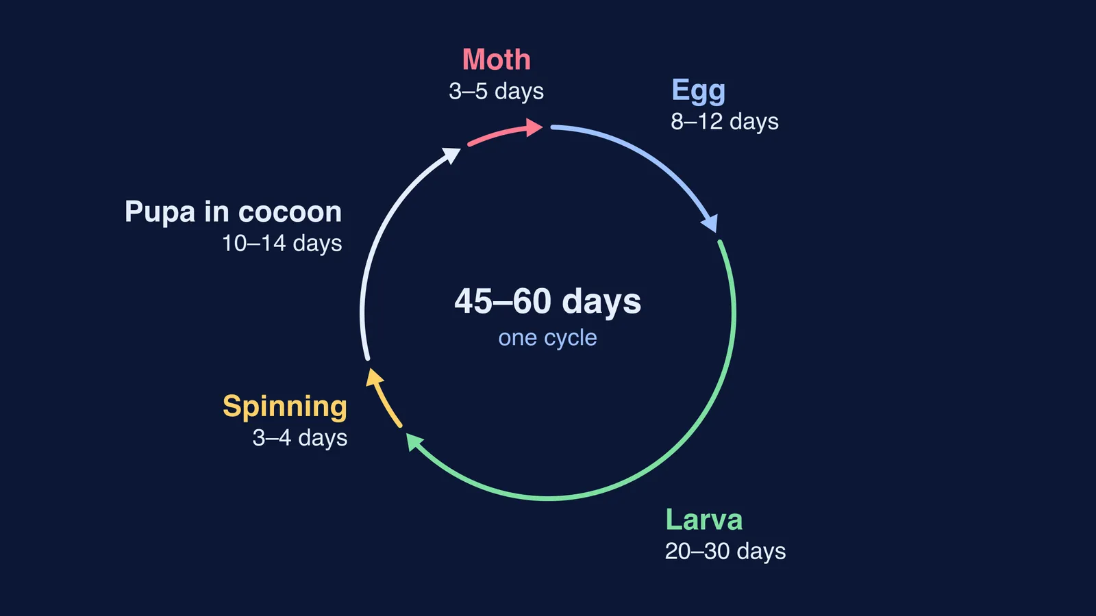 Silkworm life cycle ring: egg, larva, spinning, pupa in cocoon, moth, with stage durations