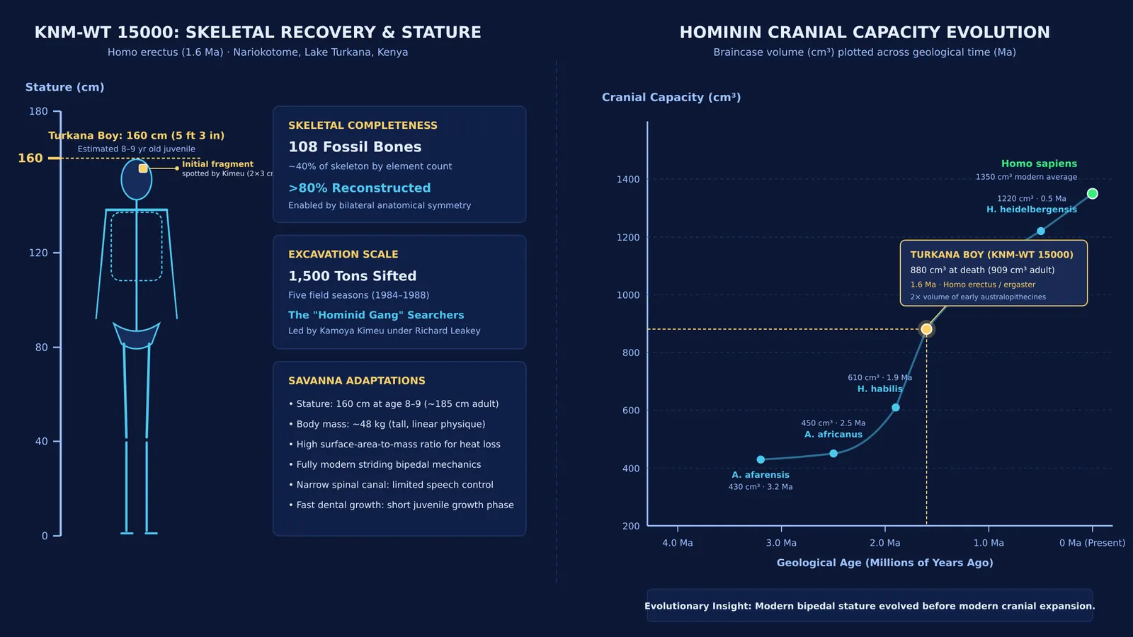 Skeletal recovery map and cranial capacity timeline of Turkana Boy