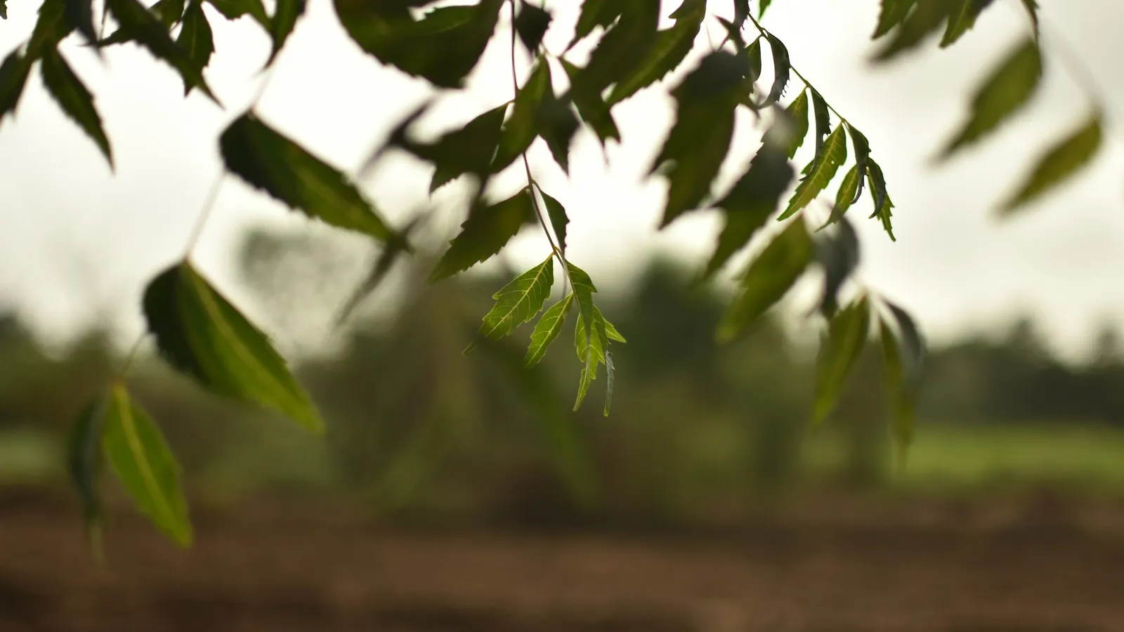 Slender green leaves on a branch in soft light