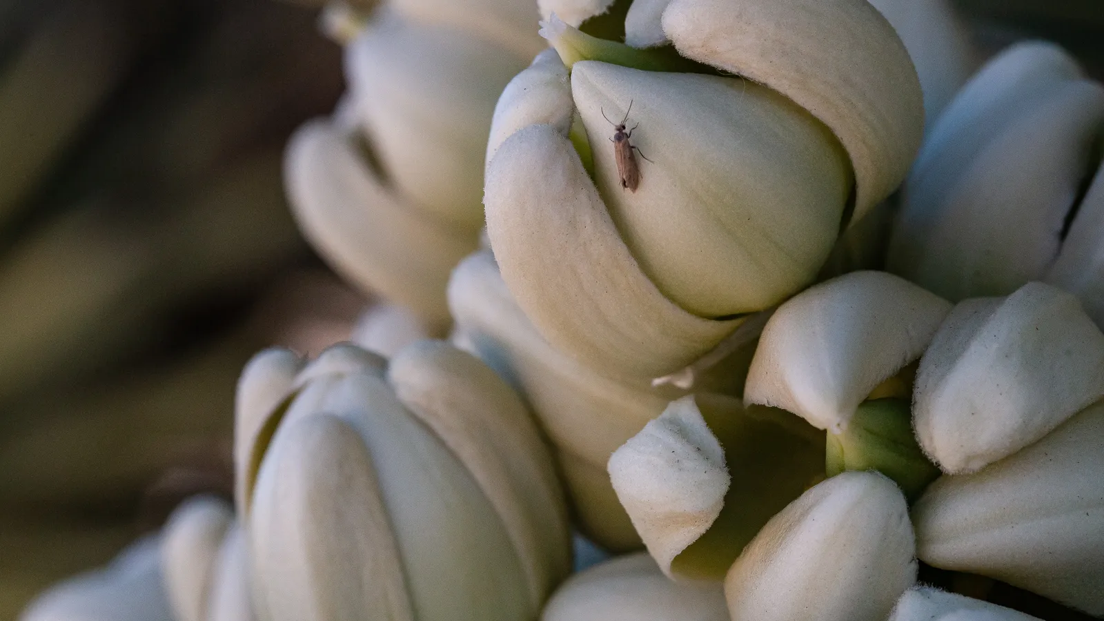 Small brown yucca moth resting on cream Joshua tree flower buds