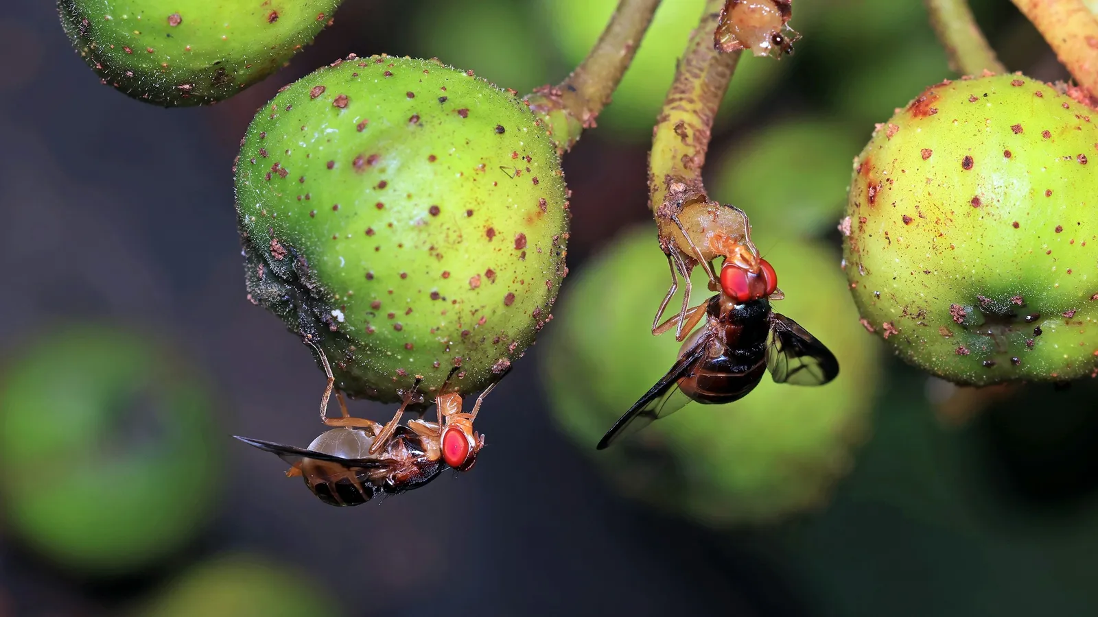 Small flies on green berries, close up