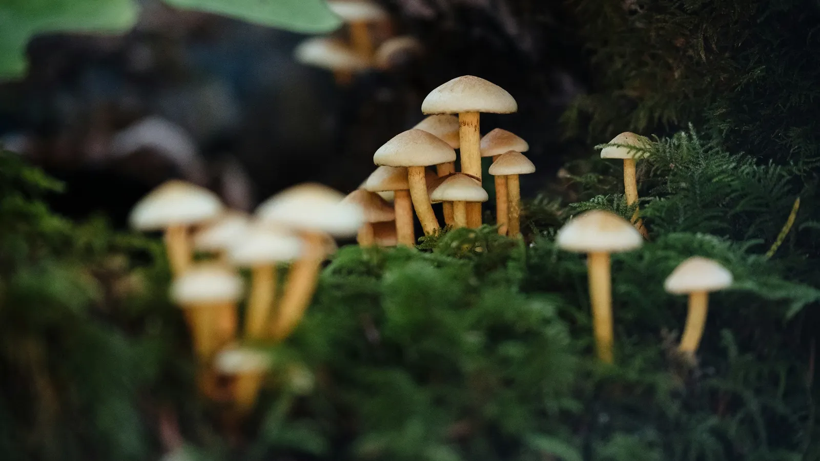 Small mushrooms growing among moss on a forest floor