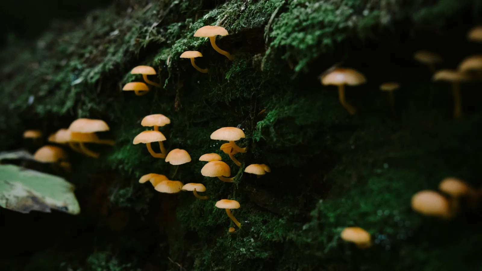 Small mushrooms growing from moss on the forest floor