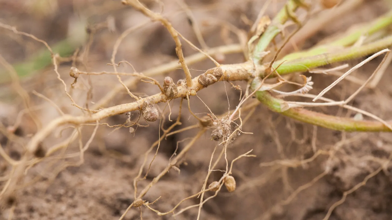 Small round nodules on the pale roots of a legume pulled from soil
