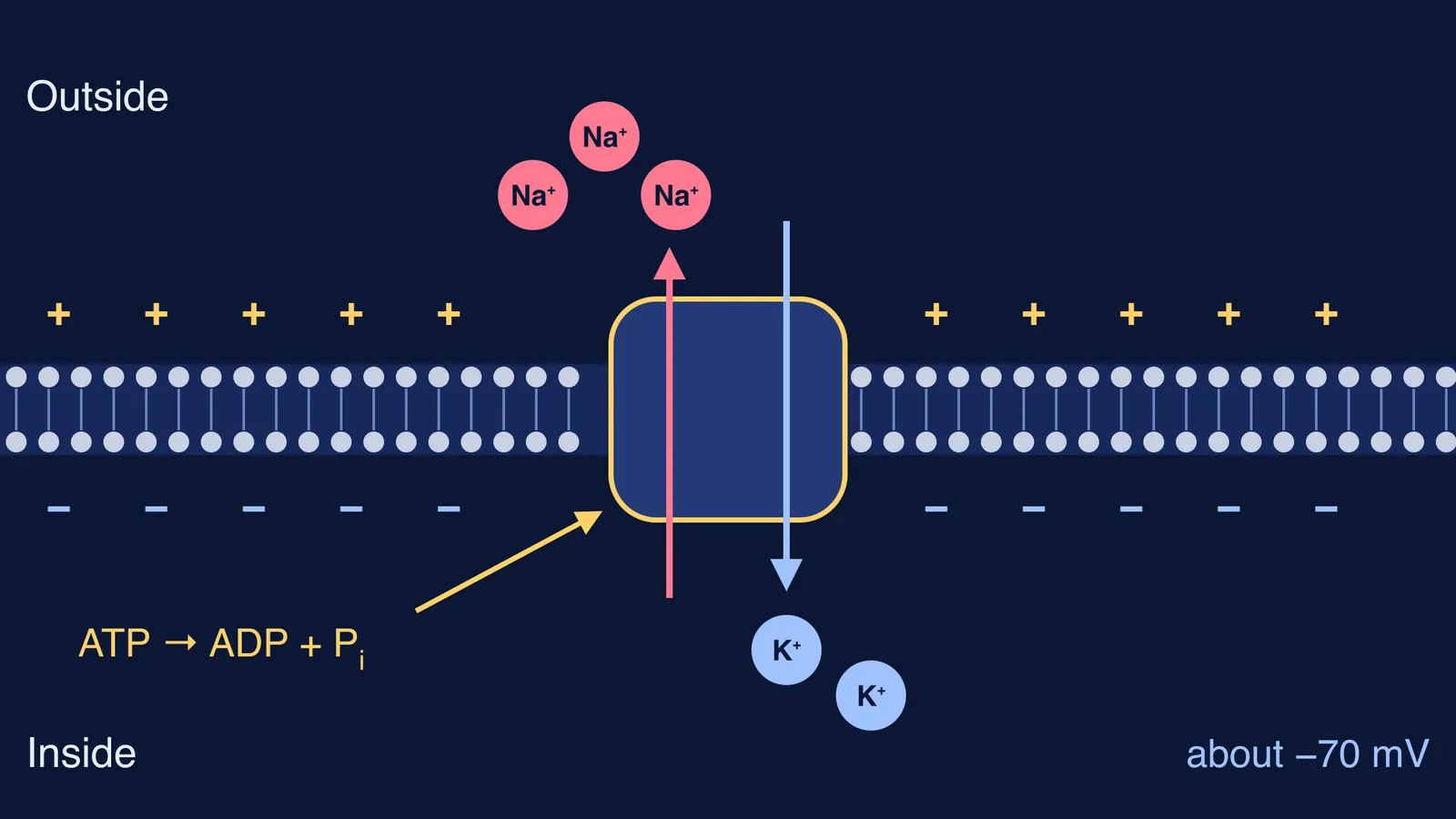 Sodium-potassium pump moving three Na+ ions out and two K+ ions in