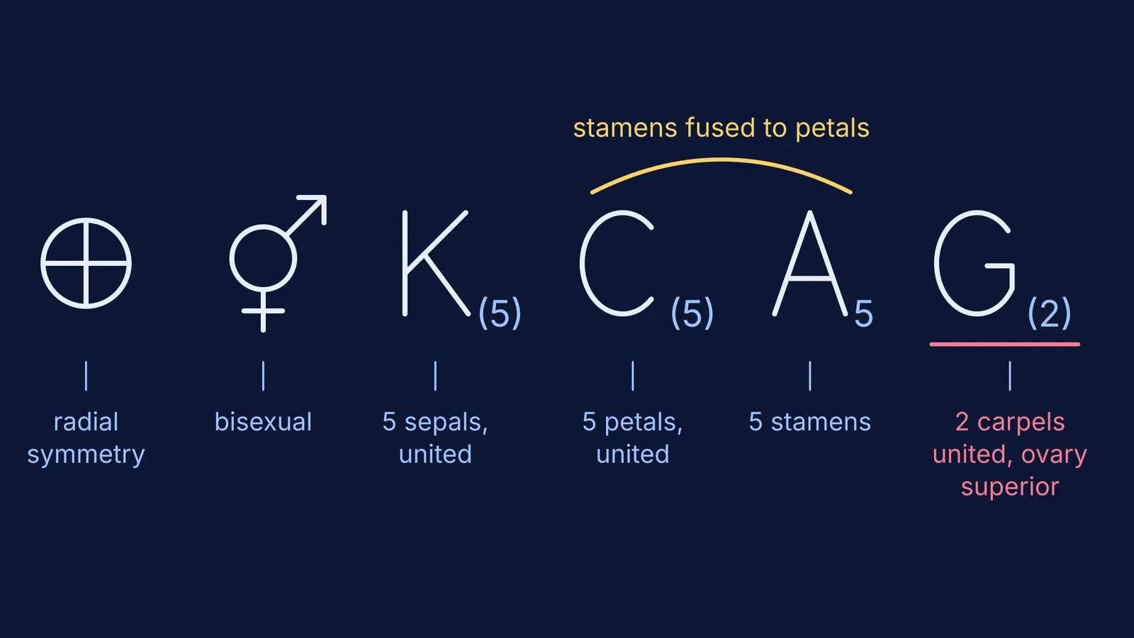 Solanaceae floral formula with each symbol labelled by its meaning