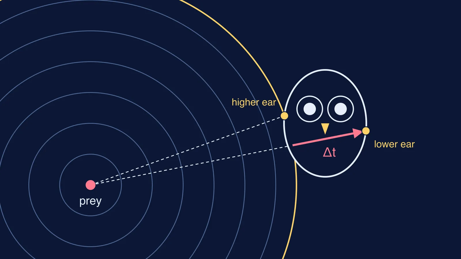 Sound wavefronts from prey reaching an owl's two offset ears at different times