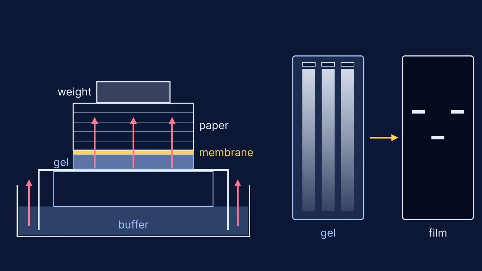 Southern blot stack drawing buffer up through gel to membrane, then single bands on film