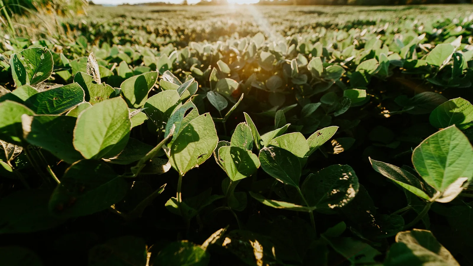 Soybean plants lit by low evening sun