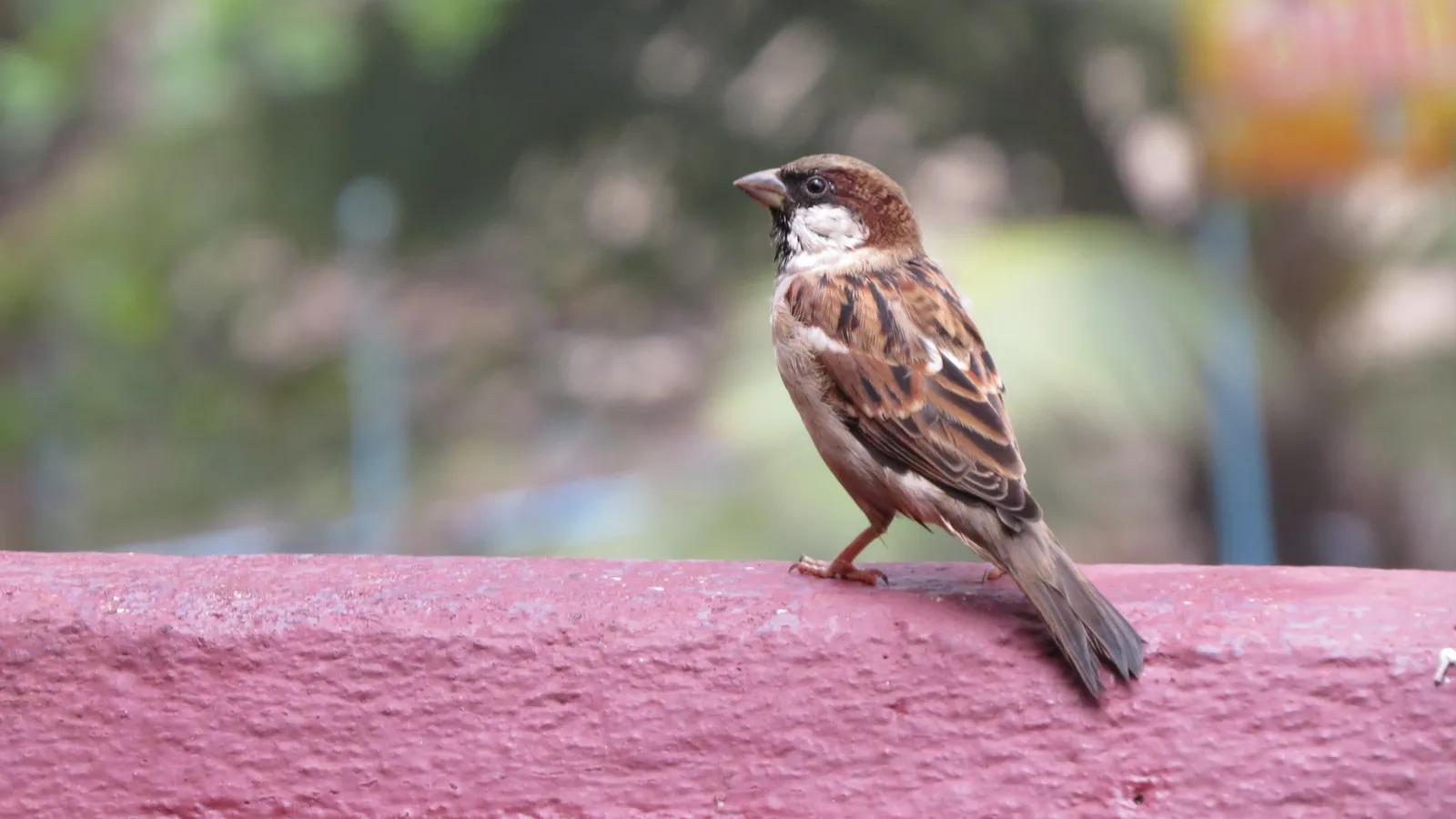 Sparrow with a chestnut-brown head and black bib perched on a pink balcony ledge