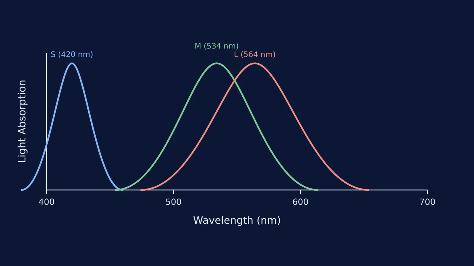 Spectral sensitivity curves of S, M, and L human cones.
