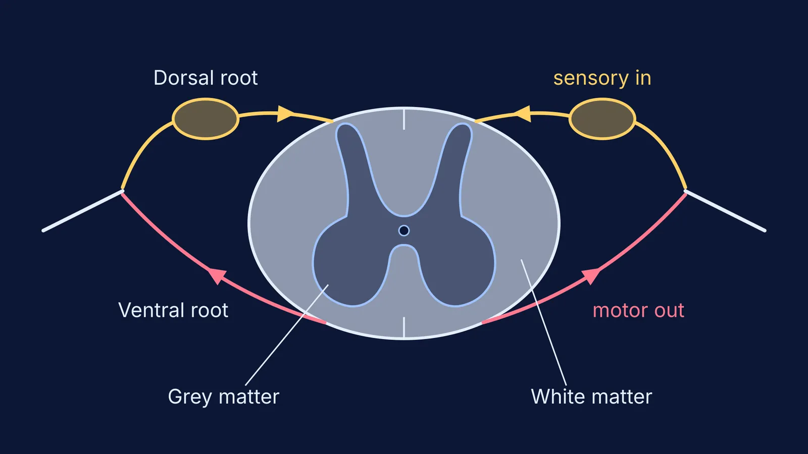 Spinal cord cross-section with central grey matter and dorsal and ventral roots