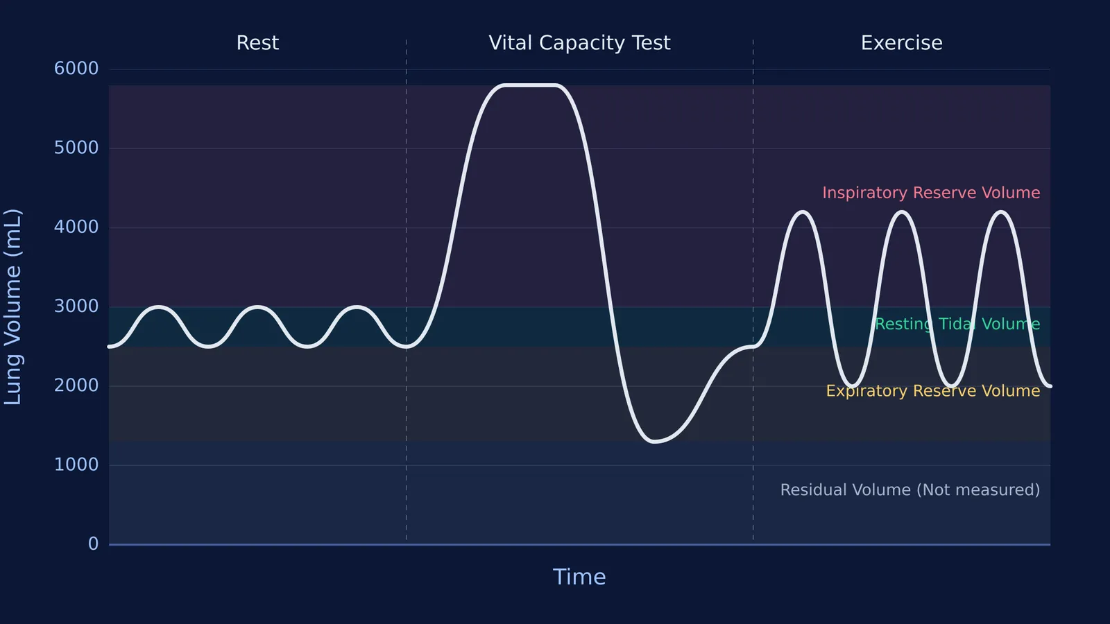 Spirometer trace diagram showing tidal volume, vital capacity manoeuvre, and exercise shifts.