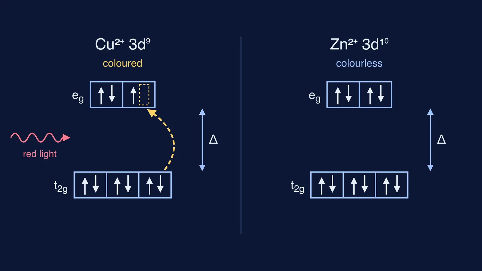 Split d orbitals: Cu²⁺ has one empty slot, Zn²⁺ has none
