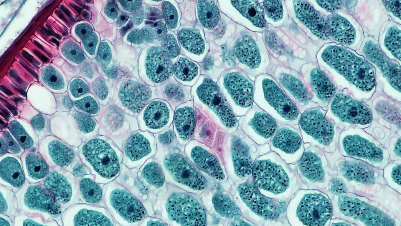 Stained cells with dark nuclei seen under a microscope