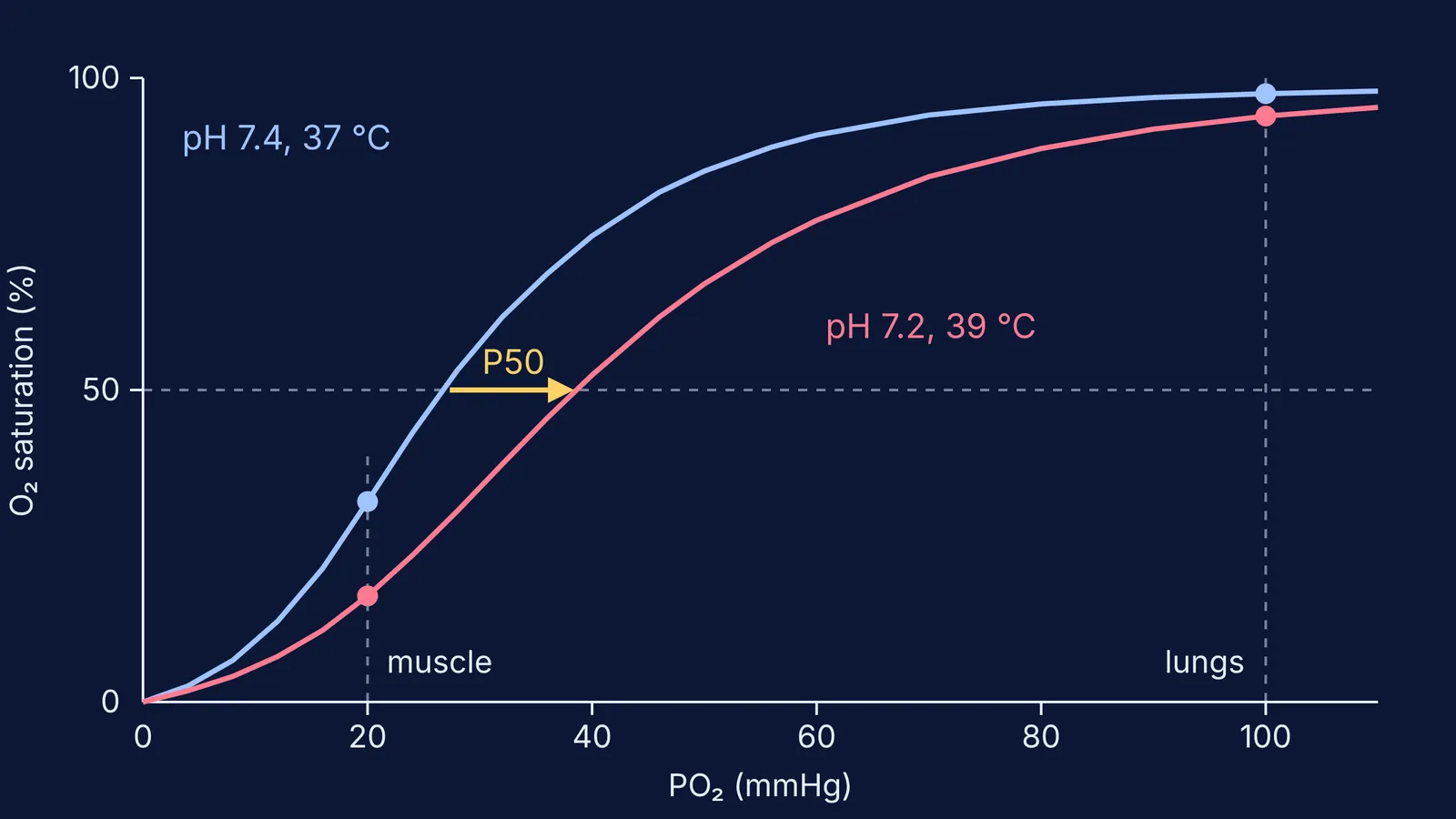 Standard oxygen-haemoglobin curve beside a right-shifted curve at pH 7.2 and 39 °C