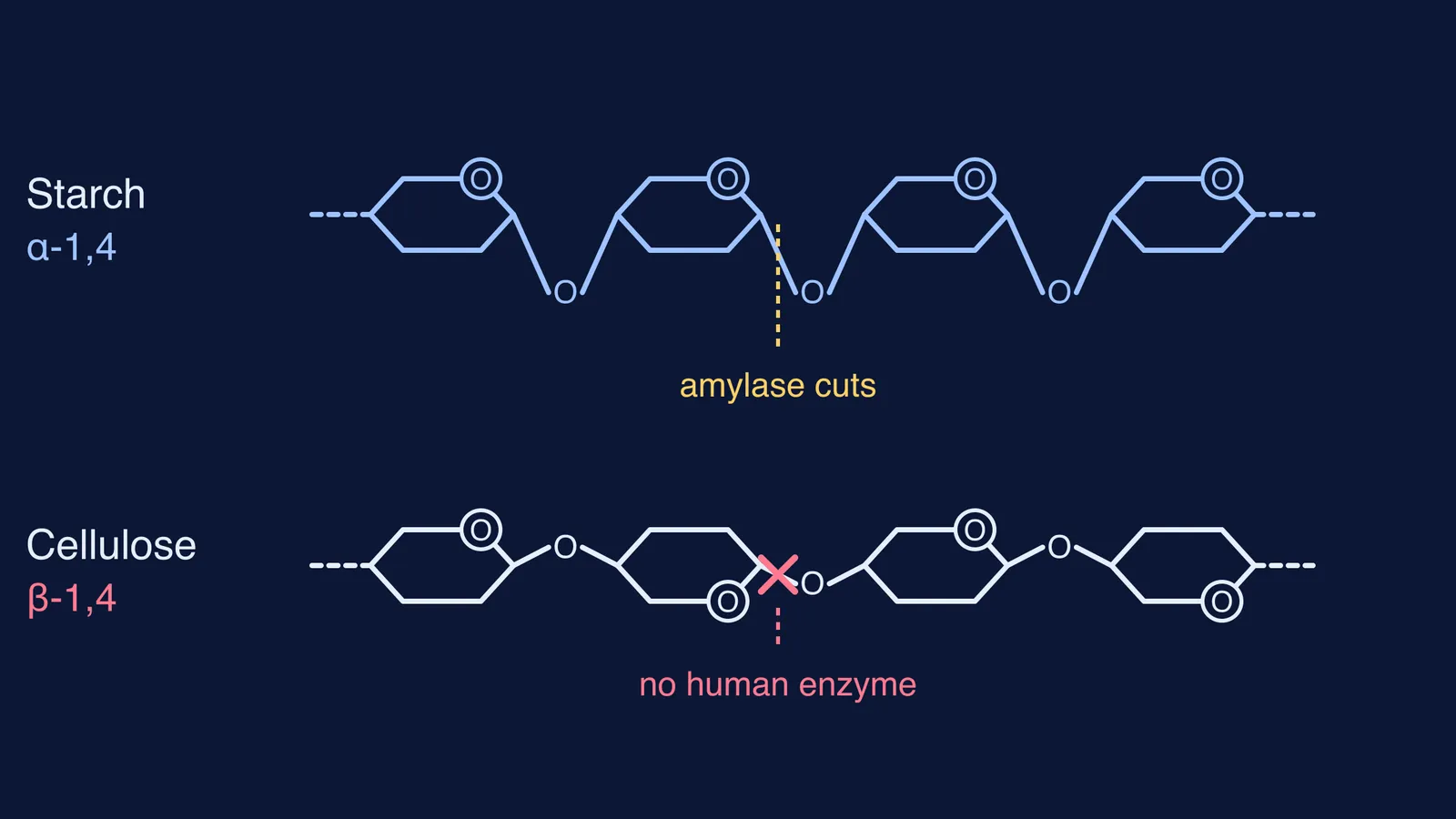 Starch α-1,4 glucose chain beside cellulose β-1,4 chain with alternate rings flipped